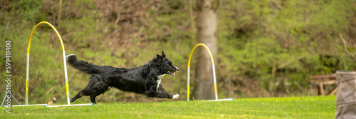 Photos Fast Border Collie dog is running through an arc in Hoopers course