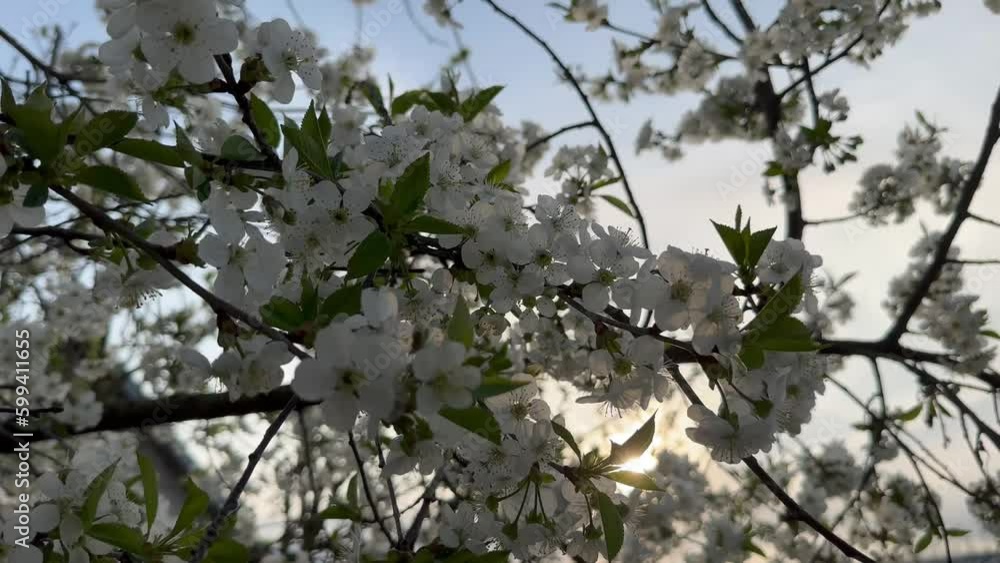 Cherry blossom and green leaves on a tree branch fluttering in a gentle breeze against the background of the sky and sunset. Cherry white blossom Cherry blossom and green leaves on a tree branch fluttering in a gentle breeze against the background of the sky and sunset. Cherry white blossom
