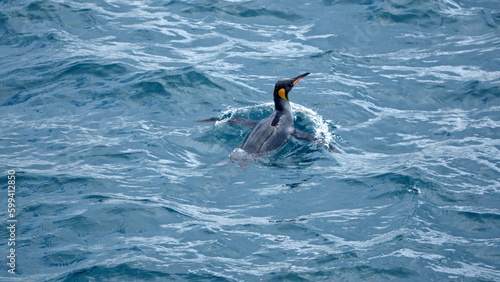 King penguin (Aptenodytes patagonicus) swimming off the coast of Salisbury Plain, South Georgia Island