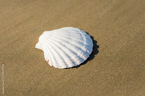 seashell on the beach