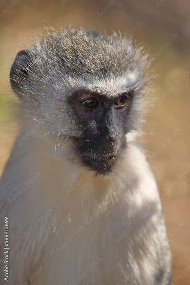 Obraz premium Grüne Meerkatze / Vervet monkey / Cercopithecus aethiops .