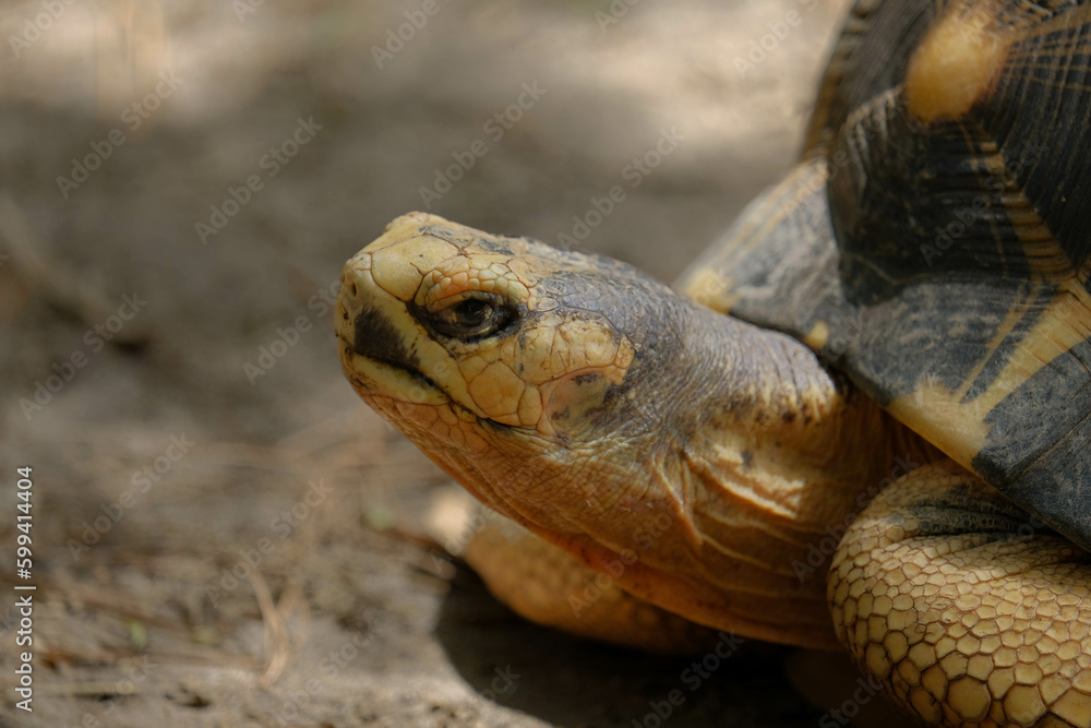 Radiated tortoise (Astrochelys radiata) face in macro Radiated tortoise (Astrochelys radiata) face in macro