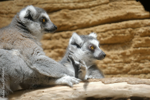 Two ring-tailed lemurs looking