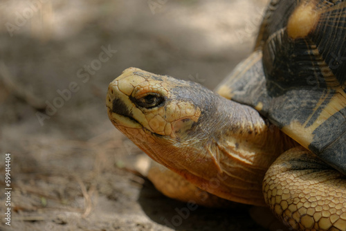 Radiated tortoise (Astrochelys radiata) face in macro