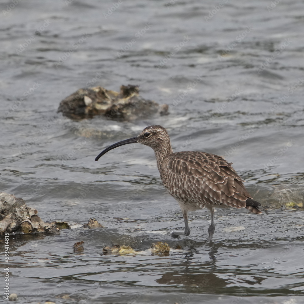 whimbrel in a seashore whimbrel in a seashore