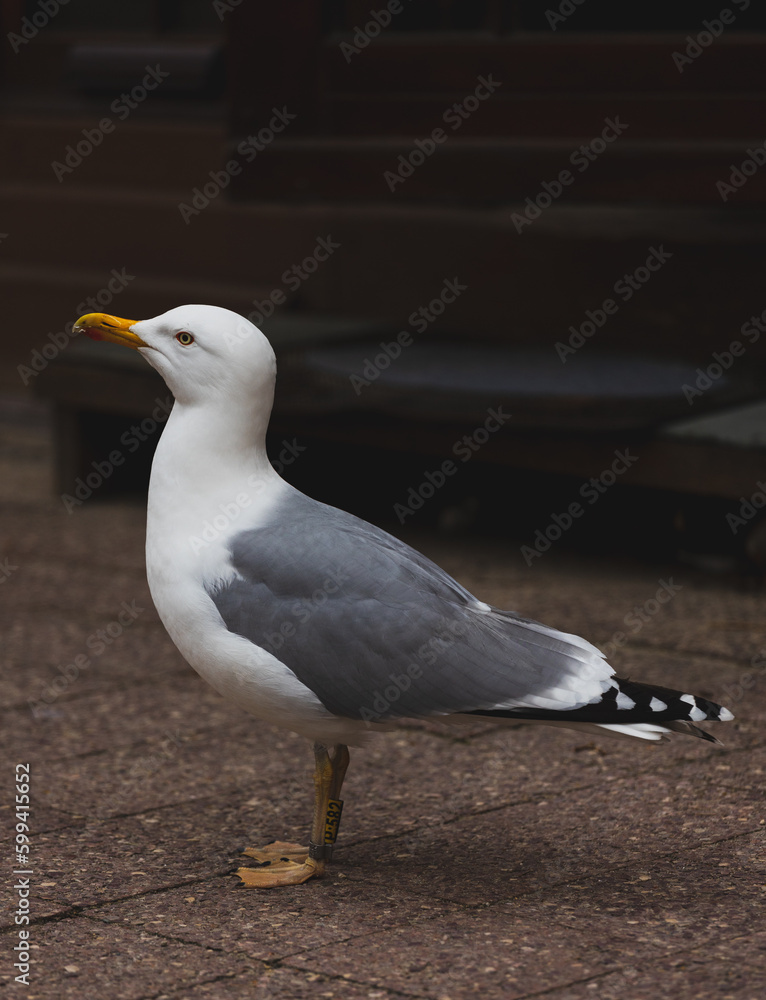 Obraz premium seagull in the city