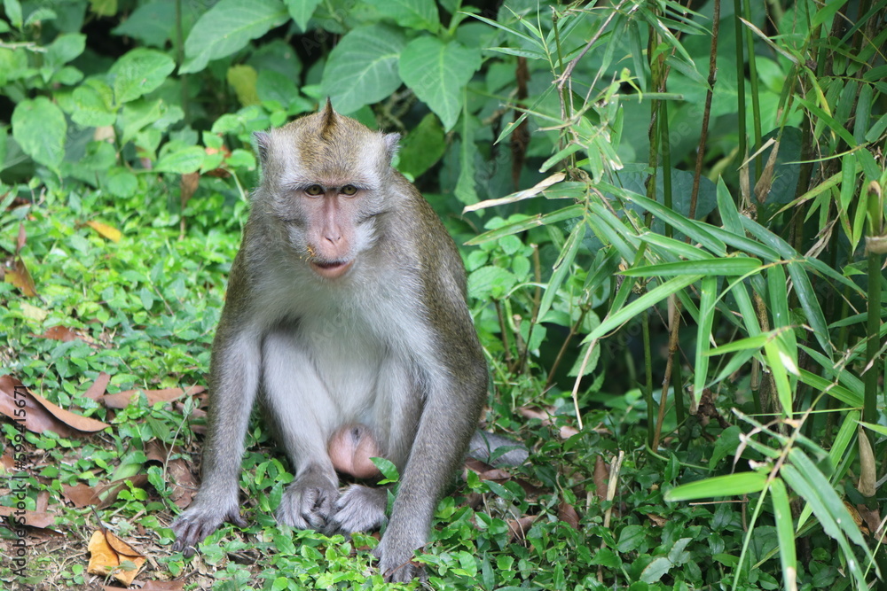 Wild monkey in Indonesia