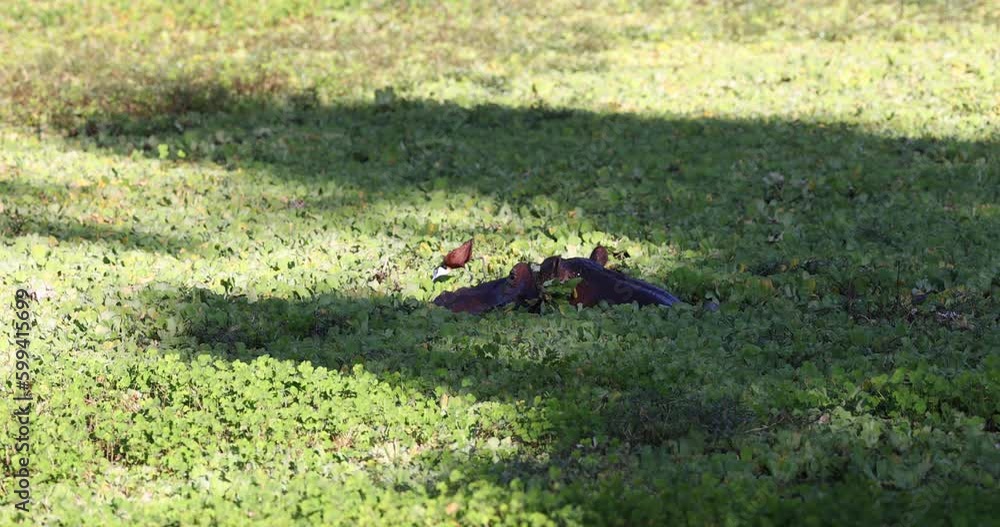 Hippo wading through pond in natural Africa wetland habitat Hippo wading through pond in natural Africa wetland habitat