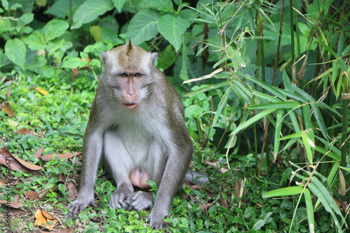 Wild monkey in Indonesia