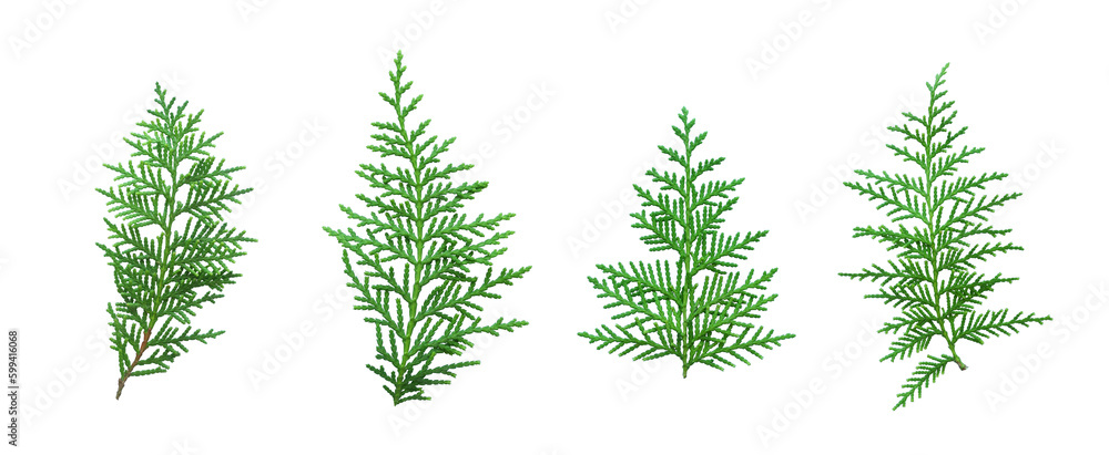 Fresh green thuja branches set. Coniferous twig isolated on white background as design element. 
