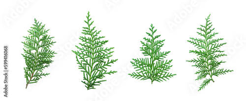 Fresh green thuja branches set. Coniferous twig isolated on white background as design element. 