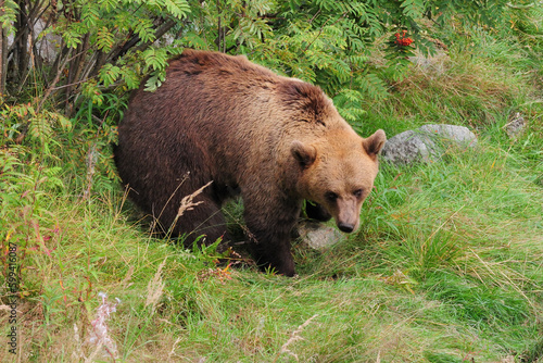Straying Brown Bear In Ranua Zoo Finland On An Overcast Summer Day