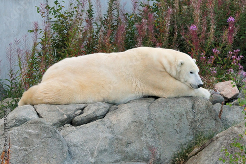 Lazy Polar Bear Resting On A Rock In Ranua Zoo Finland On A Beautiful Sunny Summer Day
