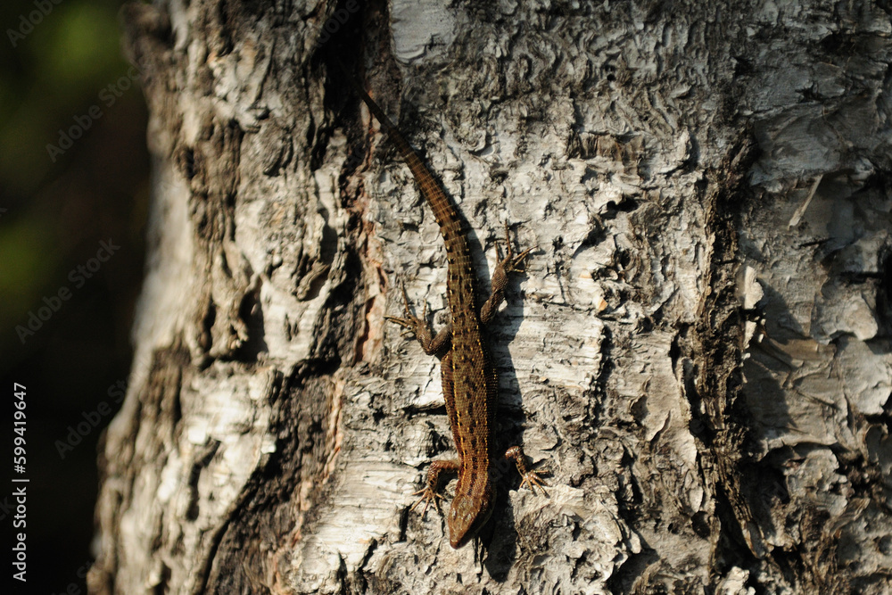 Lizard Crawling On The Bark In Oulanka National Park Finland