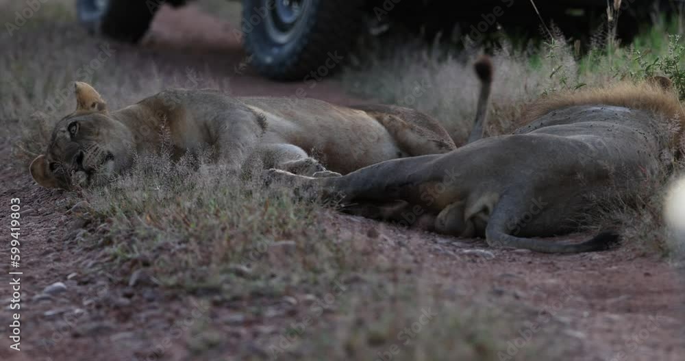 Lion and Lioness resting after mating in natural African bush land habitat Lion and Lioness resting after mating in natural African bush land habitat