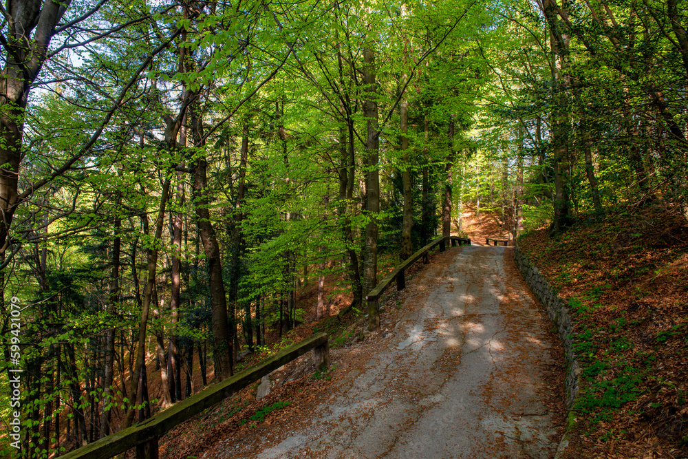 Road through the woods Road through the woods