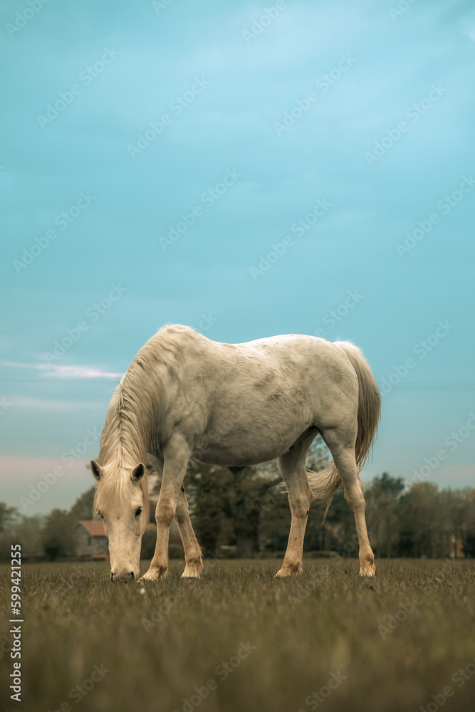 White horse stallion majestic animal in a field, grazing, farm beautiful equestrian mammal at sunset White horse stallion majestic animal in a field, grazing, farm beautiful equestrian mammal at sunset