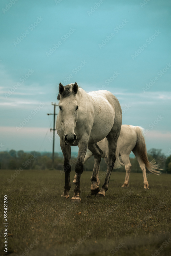 Two white horses stallion majestic animals in a field, grazing, farm beautiful equestrian mammal at sunset, horse photograph Two white horses stallion majestic animals in a field, grazing, farm beautiful equestrian mammal at sunset, horse photograph