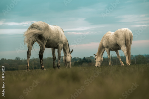 Two white horses stallion majestic animals in a field  grazing  farm beautiful equestrian mammal at sunset  horse photograph