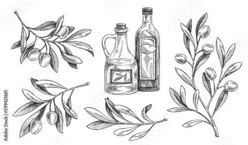 Olive branch sketch