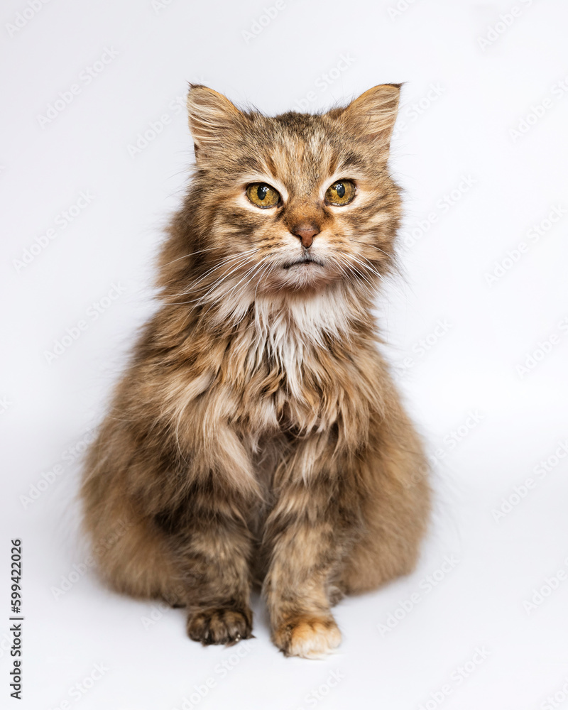 Shelter cat isolated on white background Shelter cat isolated on white background