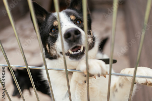 A shelter dog behind bars is waiting to be adopted
