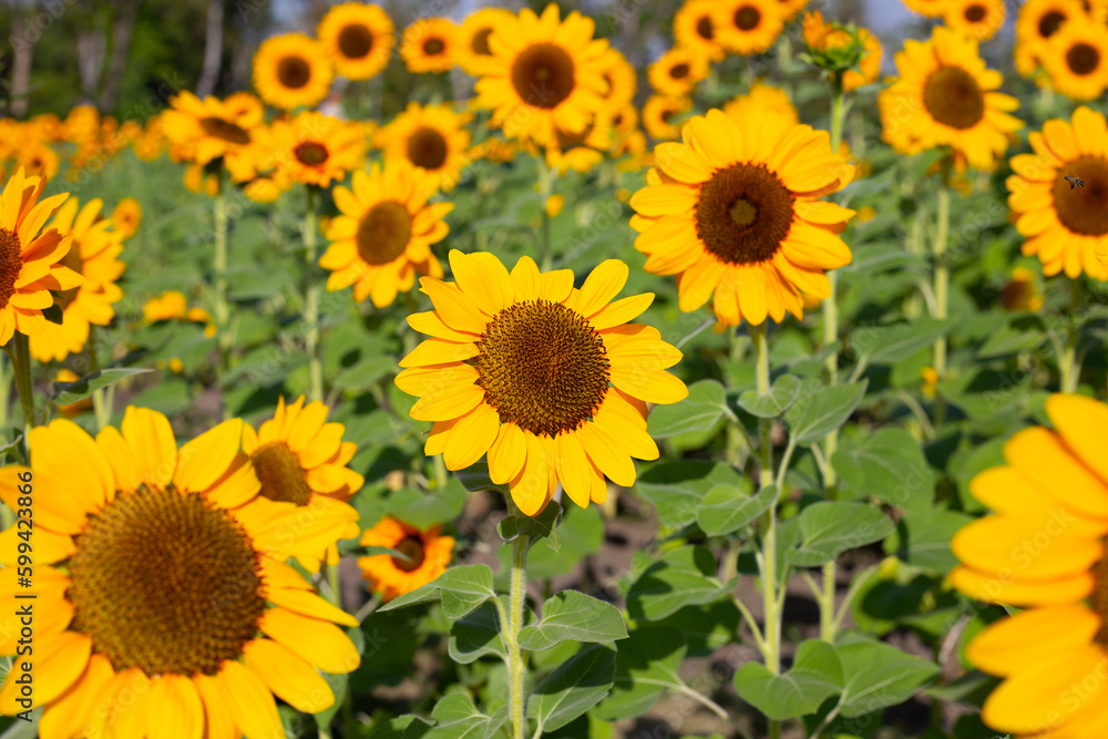 Sunflower field, Beautiful summer landscape.