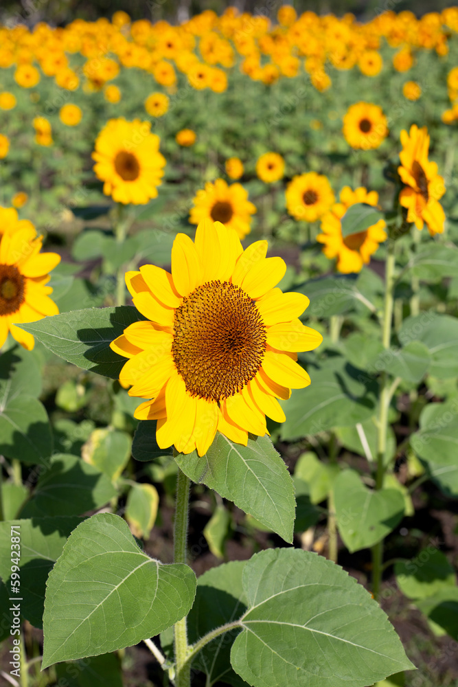 Sunflower field, Beautiful summer landscape. Sunflower field, Beautiful summer landscape.
