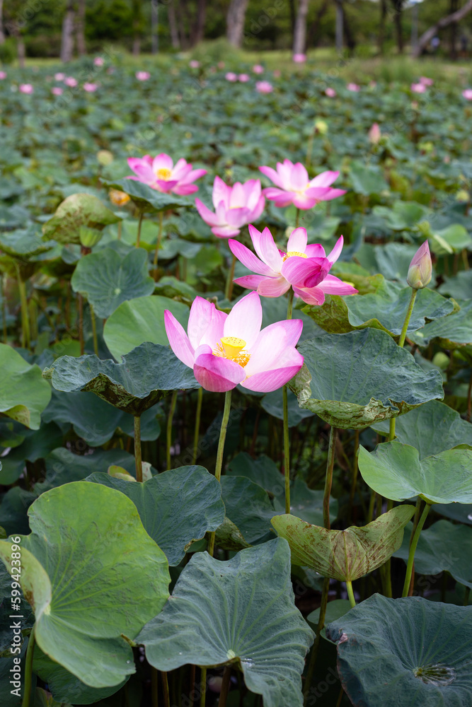 Pink lotus flower blooming in pond with green leaves Pink lotus flower blooming in pond with green leaves