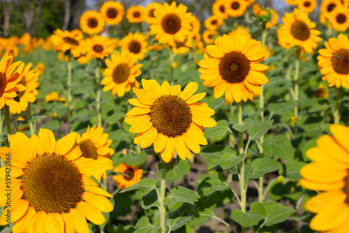 Sunflower field  Beautiful summer landscape.