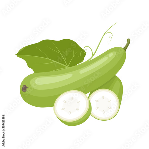 Vector illustration, Lagenaria siceraria, known as bottle gourd or Lauki, isolated on white background.