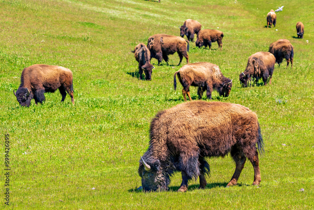Herd of bison, buffalo, on hillside, spring, grass, feeding Herd of bison, buffalo, on hillside, spring, grass, feeding