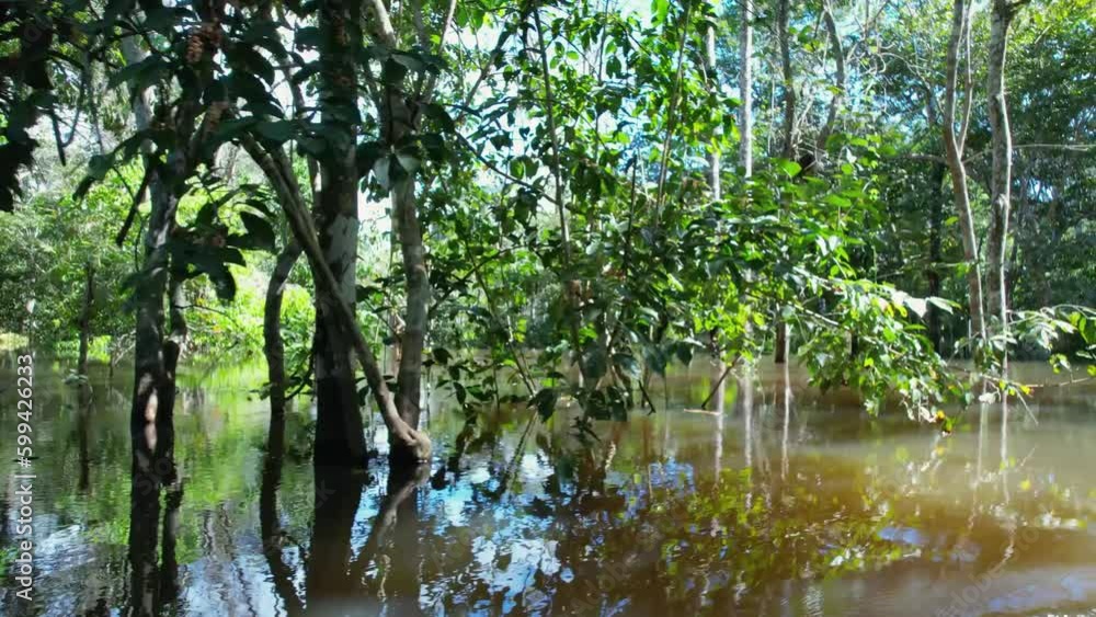 Vidéo Stock Amazon Forest At Manaus Amazonas Brazil. Forest Landscape