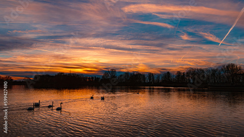 Sunset with swans and eflections near Plattling  Isar  Bavaria  Germany