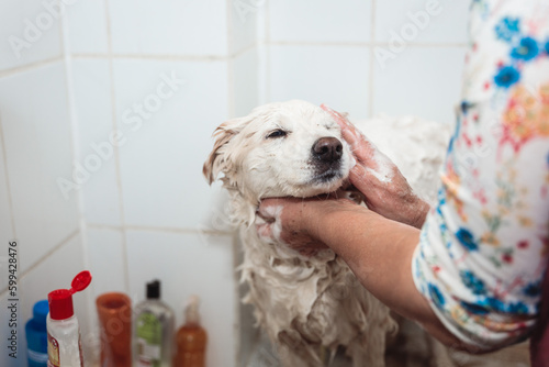 A Relaxing Bath for a Delightful White Canine Friend: Unrecognizable Person and Cute Dog