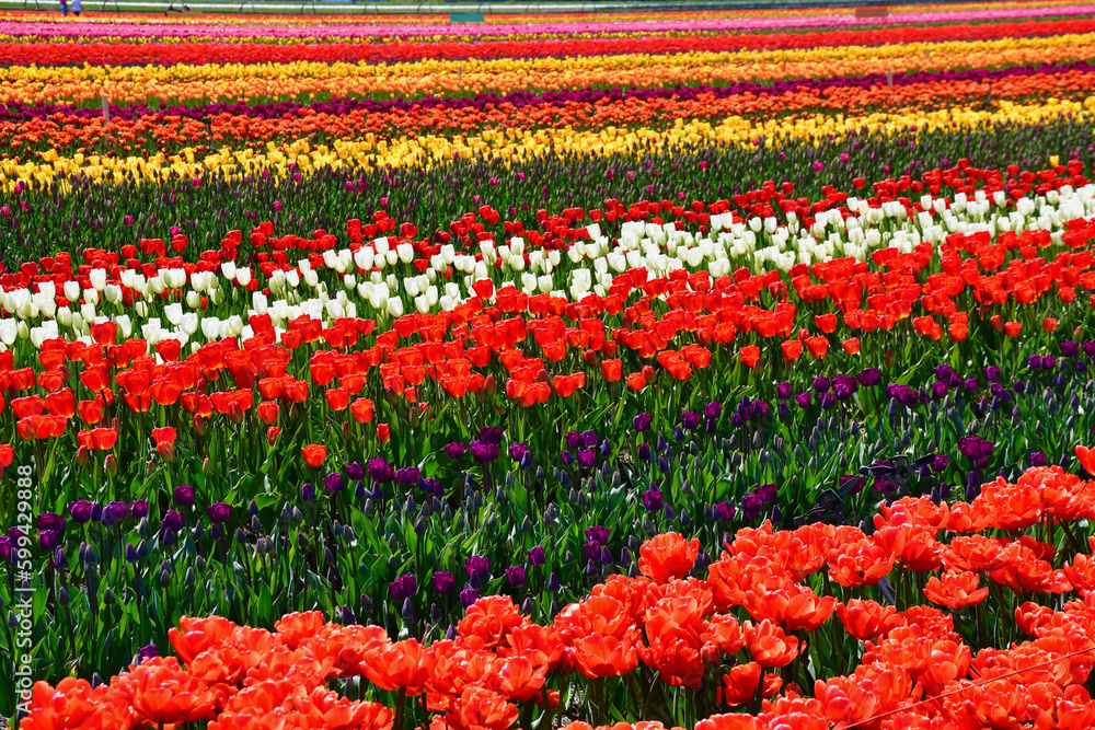 Abbotsford Tulip Festival