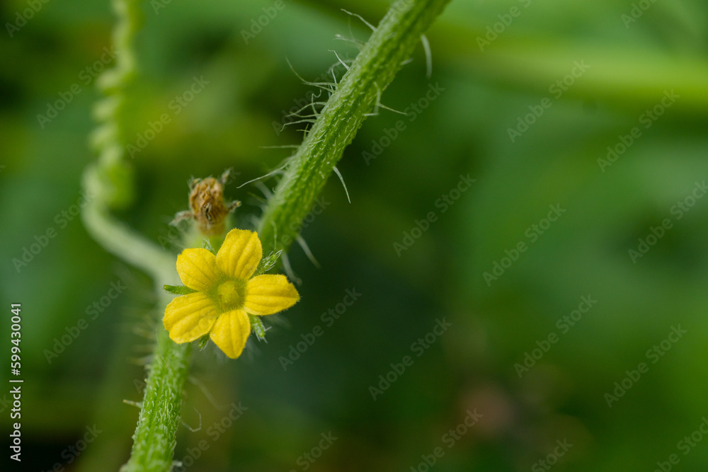 Close up photo of pink and yellow flower hold with hand. The photo is suitable to use for nature background, botanical content media and nature poster. Close up photo of pink and yellow flower hold with hand. The photo is suitable to use for nature background, botanical content media and nature poster.