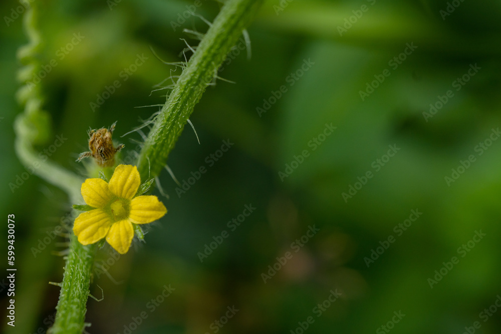 Close up photo of pink and yellow flower hold with hand. The photo is suitable to use for nature background, botanical content media and nature poster. Close up photo of pink and yellow flower hold with hand. The photo is suitable to use for nature background, botanical content media and nature poster.