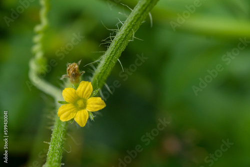 Close up photo of pink and yellow flower hold with hand. The photo is suitable to use for nature background, botanical content media and nature poster.