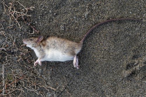 A rat has been found dead on the sand photo