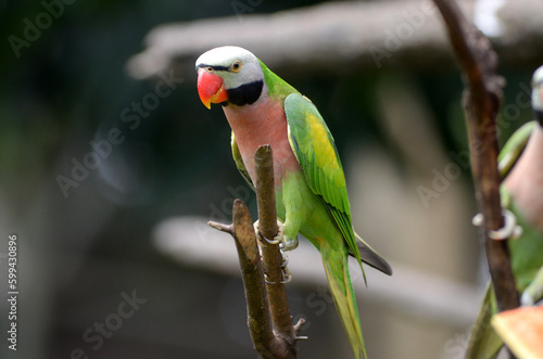 Beautifull, Parakee Bird at bird Park, Taman Burung Taman Mini Indonesia Indoah, Jakarta, Indonesia photo