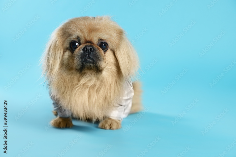 Cute Pekingese dog in pet clothes on light blue background. Space for text Cute Pekingese dog in pet clothes on light blue background. Space for text
