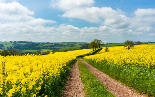 Rapeseed fields and farms  Devon  England