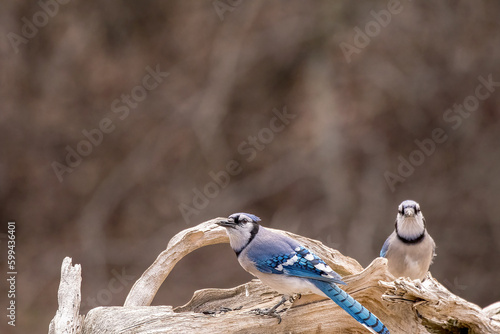 blue jays perched on driftwood
