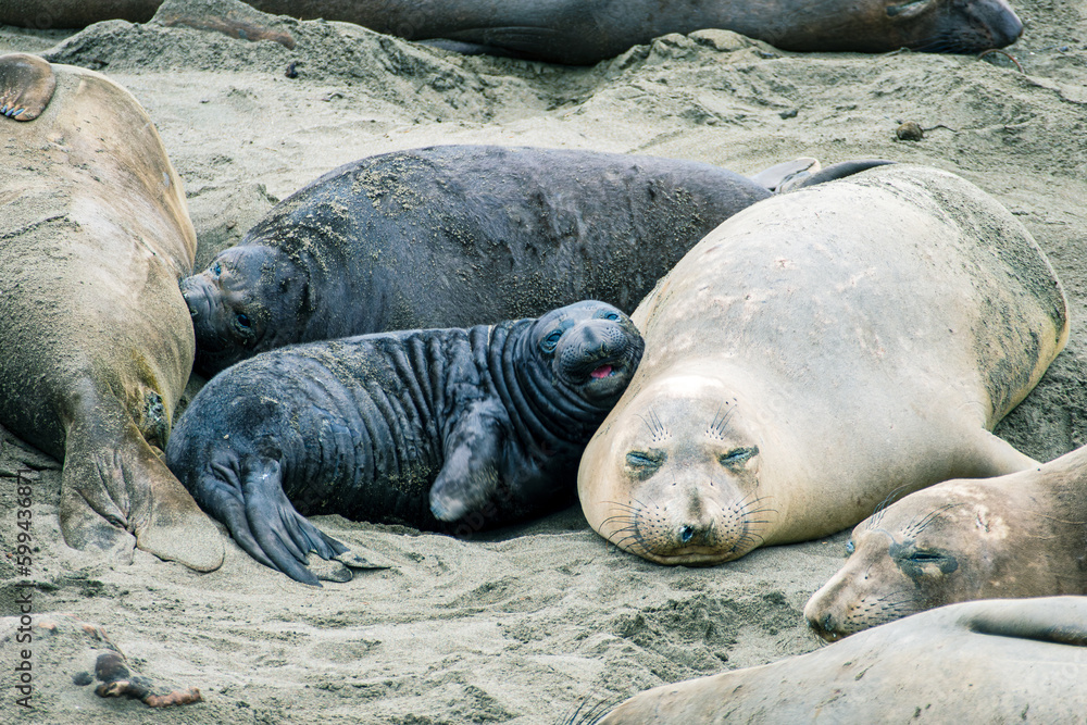 sea lion sleeping sea lion sleeping