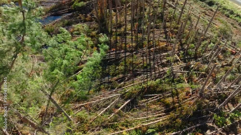 Aerial view over pine trees damaged by cyclone. Natural disasters due to climate change. Aerial view over pine trees damaged by cyclone. Natural disasters due to climate change.