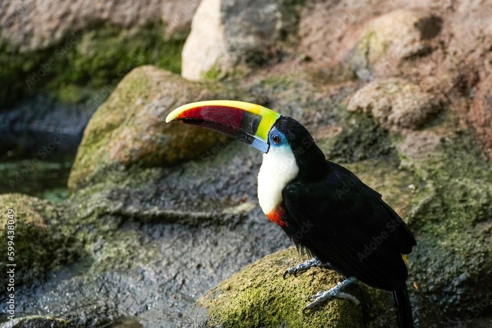 Fototapeta premium のんびりくつろぐカラフルなシロムネオオハシ