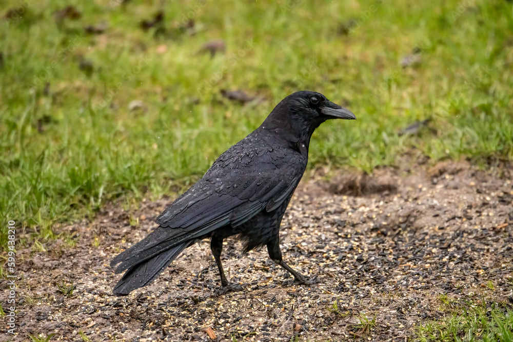 crow on the ground crow on the ground
