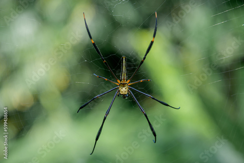 Delicate nephila pilipes spider in intricate web, showcasing the fragility of nature's wildlife