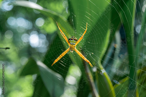 Delicate argiope keyserlingi spider weaving intricate web in close-up nature shot © Benno Putro